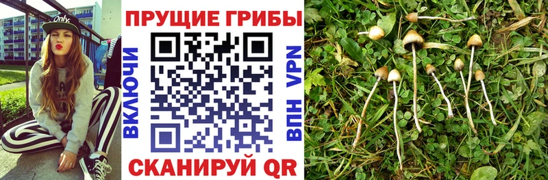 Галлюциногенные грибы Psilocybine cubensis  Тихорецк 